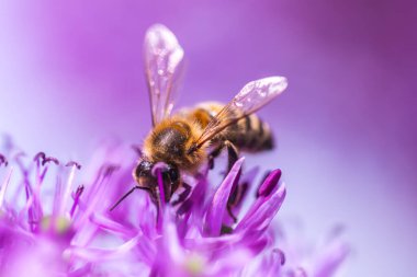 Avrupa bal arısına yakın menekşe Allium Lauch çiçeği, bulanık bokeh arkaplan