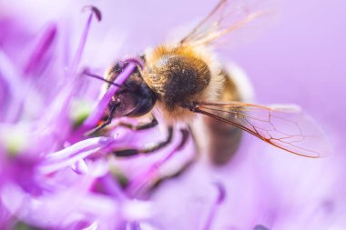 Avrupa bal arısına yakın menekşe Allium Lauch çiçeği, bulanık bokeh arkaplan