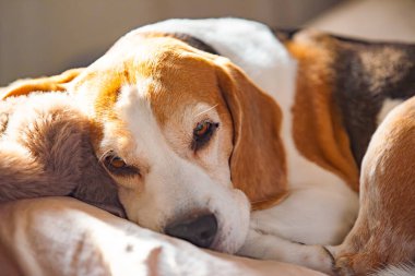Bir Beagle köpeği rahat bir şekilde yumuşak bir yatağa uzanıyor, huzurlu bir dinlenme ve rahatlama anının tadını çıkarıyor.