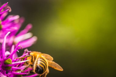 Avrupa bal arısına menekşe Allium Lauch çiçeği, bulanık bokeh telif alanı arkaplanı