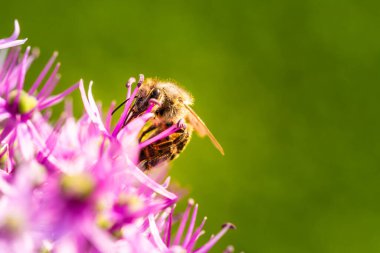 Avrupa bal arısına yakın menekşe Allium Lauch çiçeği, bulanık bokeh arkaplan