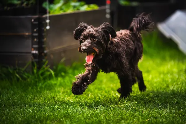 Yazın açık havada çayırda 
