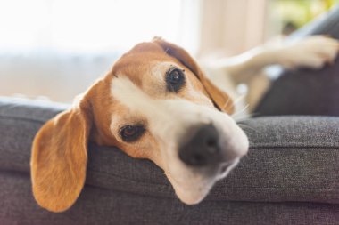 Sevimli bir av köpeği rahat bir şekilde rahat bir koltukta uzanıyor, evinde huzurlu ve rahat bir anın tadını çıkarıyor.