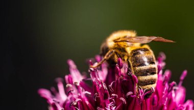 Pembe bir çiçekten polen toplayarak doğanın hassas dengesini gösteren güzel bir arı görüntüsü..
