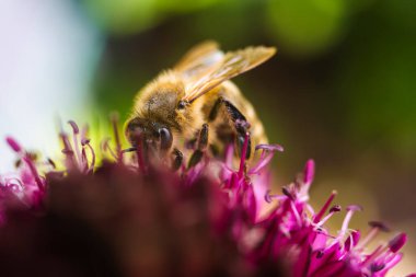 Bir bal arısını özenle renkli ve canlı bir çiçekten nektar toplarken yakalayan güzel detaylı bir görüntü.