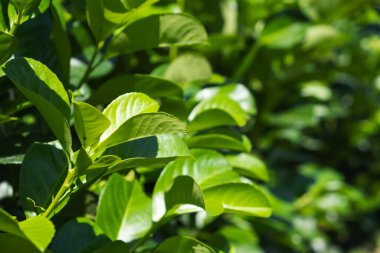 Yeşilli yeşil yaprakların inanılmaz güzelliğini ve canlılığını gözler önüne seren çok çarpıcı bir yakın plan fotoğrafı.