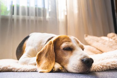 Bir av köpeği, güneşli bir pencerenin yanında, rahat, yumuşak bir battaniyenin üzerinde uyur, sakin ve huzurlu bir atmosfer yayar..