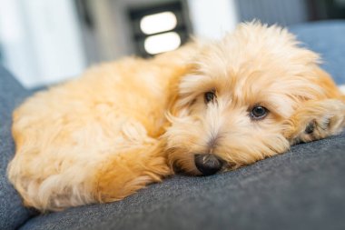 Sevimli Maltipoo yavrusu rahat bir yuva ortamında gri bir kanepede huzur içinde yatıyor, sakin ve tatlı bir ruh hali sergiliyor. Görüntü evcil hayvan siteleri, bloglar ve sosyal medya için mükemmel. Köpeğin tüylü kürkünü ve anlamlı gözlerini vurguluyor..