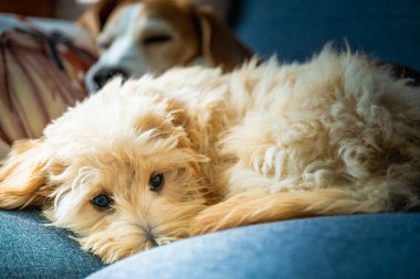 Sevimli pofuduk Maltipoo yavrusu kot bir kanepede huzur içinde yatıyor. Bulanık Beagle köpeği yakınlarda uyuyor. Görüntü huzur ve mutluluk hissi uyandırıyor..