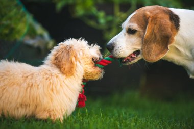 Neşeli bir Beagle ve tüylü bir köpek yavrusu yemyeşil çimlerde renkli bir halat oyuncağıyla bir çekişme içinde neşeli bir köpek arkadaşlığı anı yakalıyorlar. Güneşli açık hava ortamı bu iç açıcı havanın neşeli havasını arttırır.
