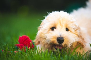 Tapılası krem renkli Cockapoo köpek yavrusu yemyeşil çimenli bir alanda kırmızı ve yeşil bir ip oyuncağını kemirerek neşeli ve masum bir ruh halini yakalıyor. Açık havada eğlenen genç bir köpeğin bu büyüleyici görüntüsü hayvanlarla ilgili ürünler için mükemmeldir.