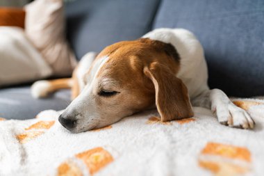 Uyuyan av köpeği rahat bir kanepe battaniyesinde huzur içinde dinleniyor, evde dinlenen bir öğleden sonranın tadını çıkarıyor..