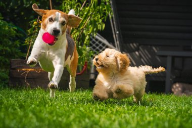 Beagle ve Maltipoo köpekleri güneşli yeşil çimlerde pembe bir topu neşeyle kovalarlar. Neşeli açık hava köpek oyunu.