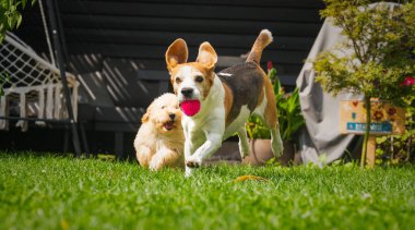Beagle ve Maltipoo, yavrular neşeli bir açık hava oyununun keyfini çıkararak güneşli yeşil bir çimenlikte neşeyle koşuyorlar..