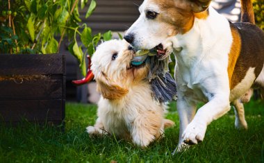 Neşeli Beagle ve Maltipoo köpek yavrusu canlı yeşil bir bahçede oyuncağa neşeyle asılırlar, güneşli bir günün tadını çıkarırlar..