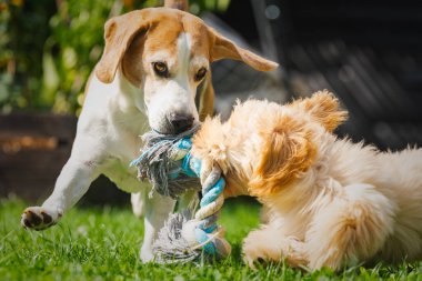 Beagle ve Cockapoo yavruları neşeli bir oyun oynayarak güneşli bir günde bir halat oyuncağını dışarı çekiyorlar..