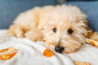 Sevimli Goldendoodle yavrusu yumuşak bir battaniyenin üzerinde huzur içinde dinleniyor, evde sakin, rahat bir ruh hali içinde..