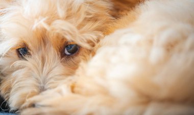 Malipoo köpek yavrularının gözleri, tüylü tüylü tüylü, huzurlu, uykucu evcil hayvandan bakıyor..