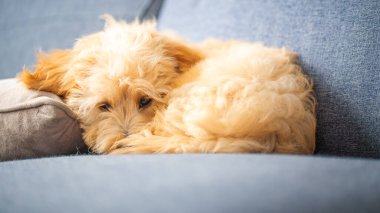 Sevimli Malipoo yavrusu rahat bir kanepede rahat ve rahat bir şekilde uyuyor..