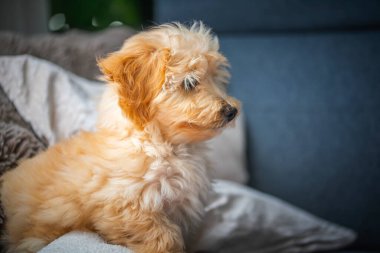 Sevimli Malipoo yavrusu huzur içinde dinleniyor. İçerideki rahat yastıkların üzerinde. Neşeli bir evcil hayvan..