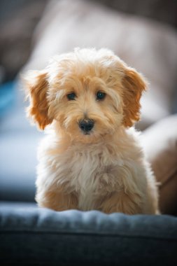 Sevimli Maltipoo yavrusu koltukta oturur. Huzurlu sakin ev hayvanı..