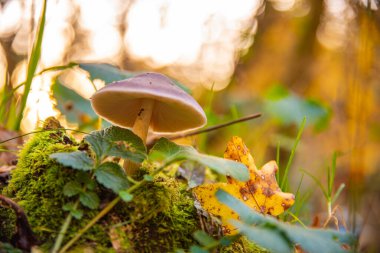 Narin bir mantar, sonbaharda ormandaki bir yosun parçasında yetişir. Bir karınca, batan güneşin sıcak, altın ışığıyla vurgulanmış gövdesine tırmanır ve güzel bir bokeh yaratır..
