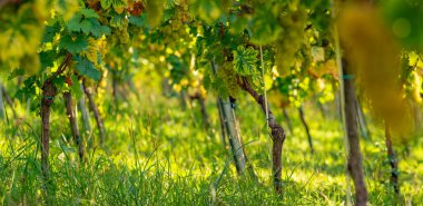 Güneşle sırılsıklam olmuş üzüm bağında yemyeşil üzümlerin detaylı bir görüntüsü. Olgun beyaz üzümler hasat için hazır. Styria 'da canlı bir tarım ve şarap imalatı manzarası.