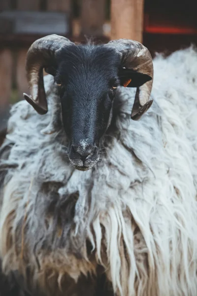 Hodowla Owiec Pedigreed Baran Naturalne Gospodarstwo Samotny Pewny Owiec Czarnej — Zdjęcie stockowe