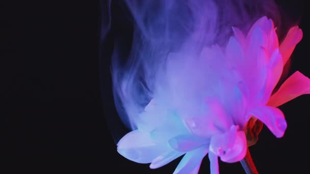Queda Tinta Flores Pétalas Subaquáticas Flor Fantasia Neon Azul Magenta — Vídeo de Stock