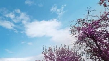 Bahar gökyüzü. Doğal bakış açısı. Çiçek açan güzellik. Rüzgarlı mavi cennet, beyaz kabarık bulutlar çiçek ağaçlarında uçuyor, hızlı hareket ediyor..