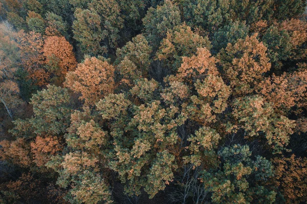 Letecký Výhled Lesa Podzimní Divoká Přírodní Scéna Hnědá Stříška Stromů — Stock fotografie