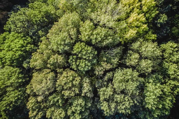Letecký Pohled Podzimní Les Pohled Shora Hnědě Zelený Baldachýn Stromů — Stock fotografie