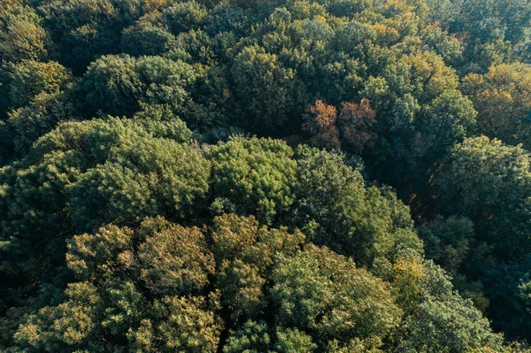 Forest Aerial View Autumn Wild Nature Scene Brown Canopy Trees — Stock Photo, Image