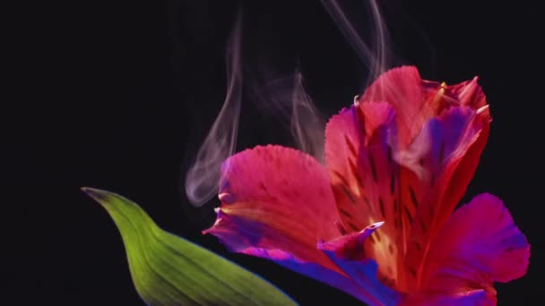 Λουλούδι Καπνίσματος Ανθίζει Φαντασία Της Αλστρομέρια Αποτέλεσμα Εξάτμισης — Αρχείο Βίντεο