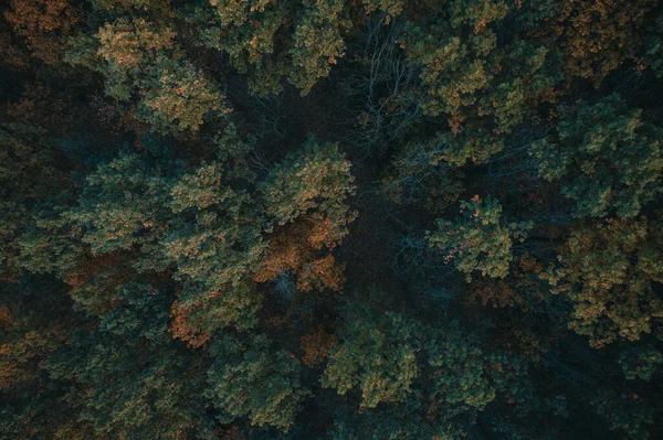 Widok Lotu Ptaka Jesienny Las Widok Góry Drona Brązowy Zielony — Zdjęcie stockowe