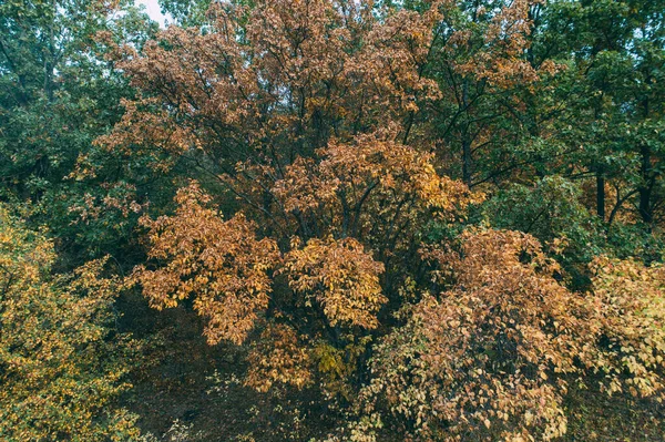 Letecký Výstřel Lesa Přírodní Park Hnědooranžová Žlutá Listoví Stromů — Stock fotografie