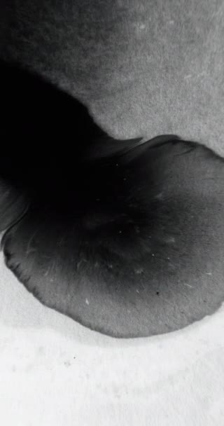 垂直ビデオ 黒いペンキの水がこぼれる オープン移行 プレゼンテーションオーバーレイ 白粒状のテクスチャに広がるインク汚れ波アブストラクトフリースペース背景 — ストック動画