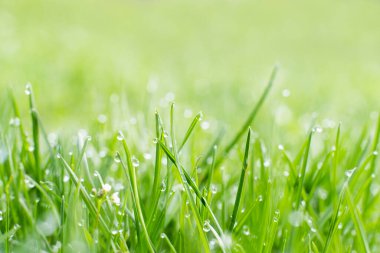 Rainy morning. Fresh grassland. Nature beauty. Cover of green grass meadow with miracle clear drops of water blur.