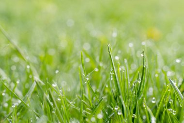 Shiny green lawn. Morning dew. Beautiful nature. Fresh grassland cover with miracle clear drops of water blur macro shooting.