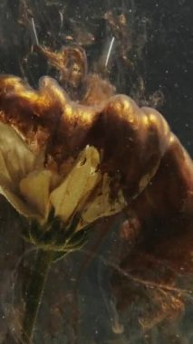Vertical video. Water flower. Ink splash. Floral art. Golden brown color sparkling glitter fluid vapor shot motion on white daisy petals on dark background.