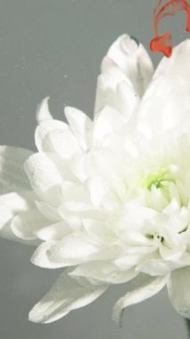 Vertical video. Flower paint. Ink water. Nature art. Orange color dye drops falling down on white daisy petals on gray abstract background.