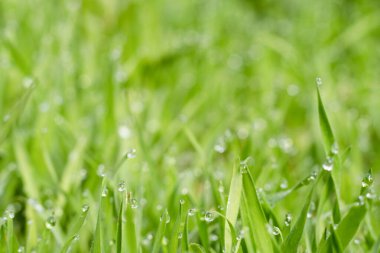 Grassy meadow. Morning dew. Nature beauty. Vibrant green grassland cover with miracle clear drops of water blur macro shooting.