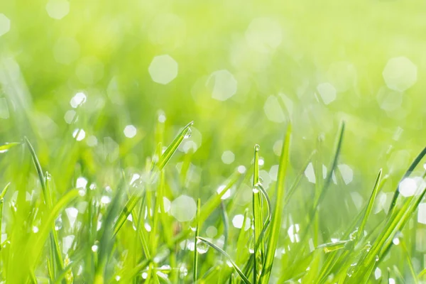 Rainy Meadow Nature Beauty Spring Weather Fresh Green Grass Lawn — Foto Stock