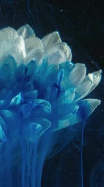 Vertical video. Paint flower. Water ink drip. Fantasy plant. Blue color steam bubbles flow over white daisy petals on dark black background.