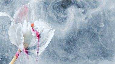 Fantasy flower. Abstract background. nature beauty. White pink color ink lilly petals on defocused floating mist cloud with free space.