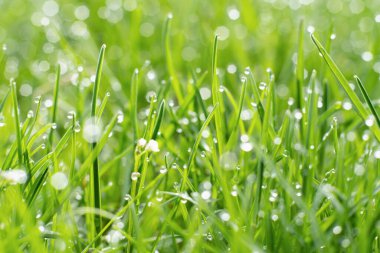 Morning dew. Spring grass. Nature beauty. Fresh green herbal cover with miracle clear drops of water blur.