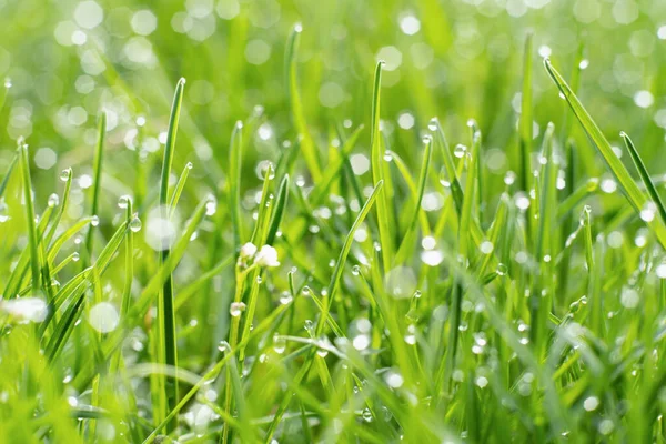 Morning Dew Spring Grass Nature Beauty Fresh Green Herbal Cover — Stock Fotó