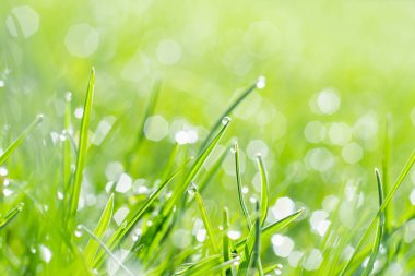 Rainy weather. Grassland beauty. Spring nature. Cover of green grass lawn with shiny clear drops of water blur.