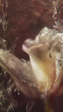 Vertical video. Glitter flower. Water ink splash. Nature beauty. Golden silver color sparkling paint fluid drop on white lilly petals on dark background.