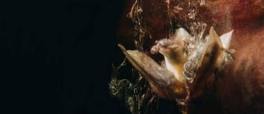 Flower paint. Abstract background. Floral art. Bronze brown color water ink splash on white lilly petals on dark black grunge copy space.